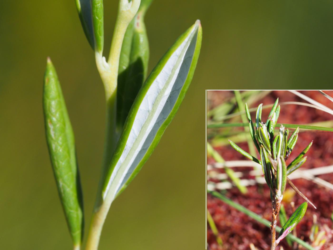 Andromeda, Marsh leaf